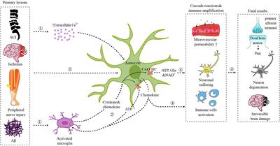 Connexin Hemichannels in Astrocytes: Role in CNS Disorders